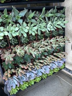 2 inch succulent 1$ each