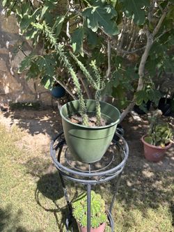 TreeCholia Cactus
