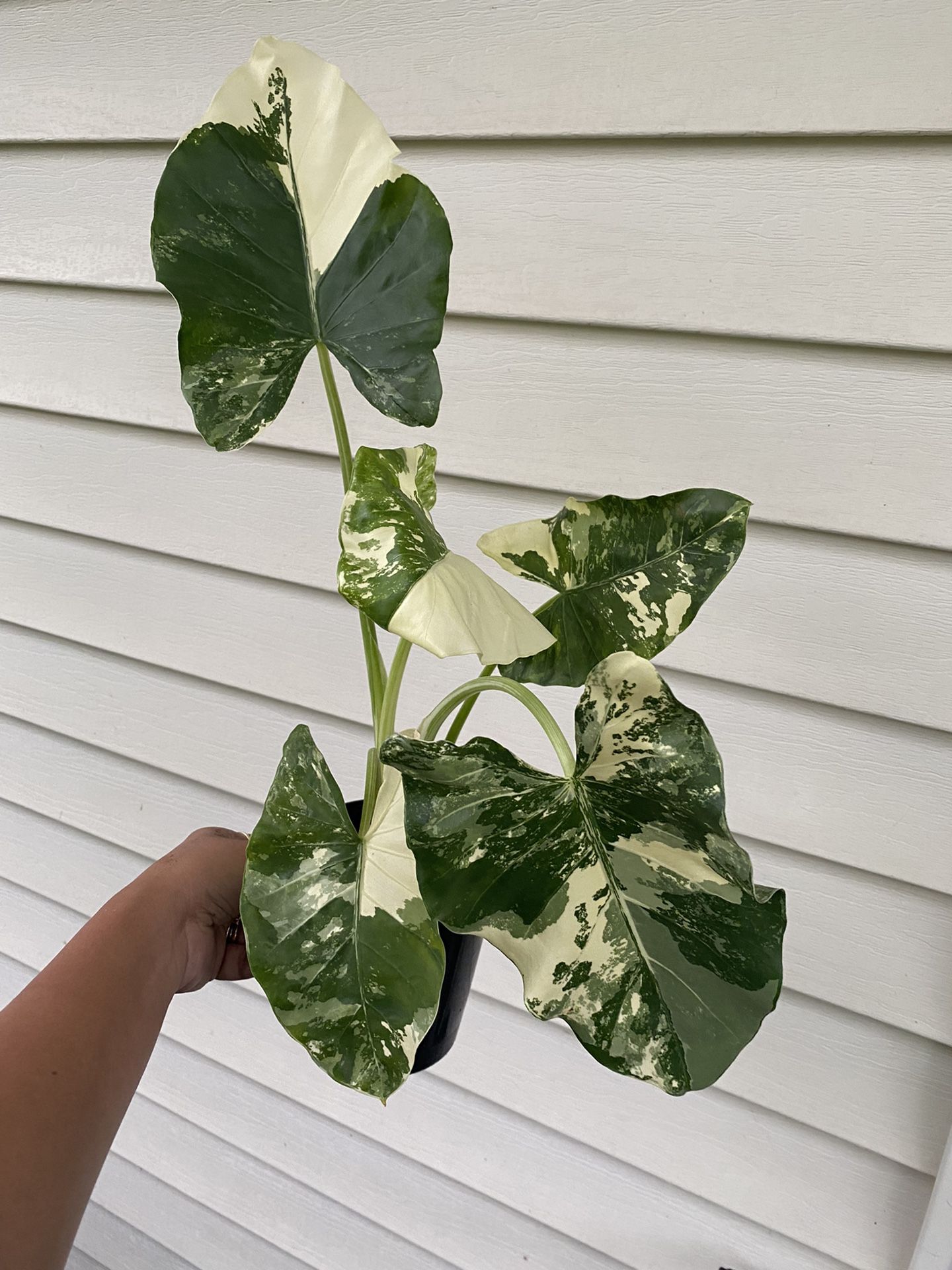 Alocasia odora Variegated(almost a Mother Plant)