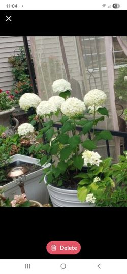 White Hydrangeas Plants