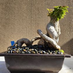Old Bougainvillea RED Bonsai Tree