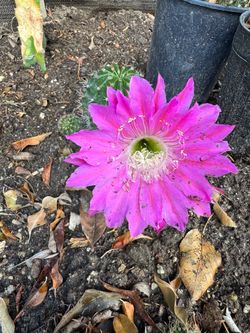 Cactus