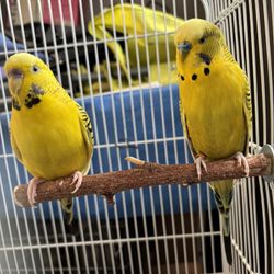 Bird Cage 