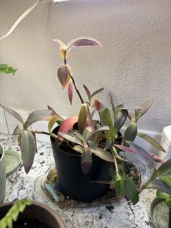 Wandering jew 