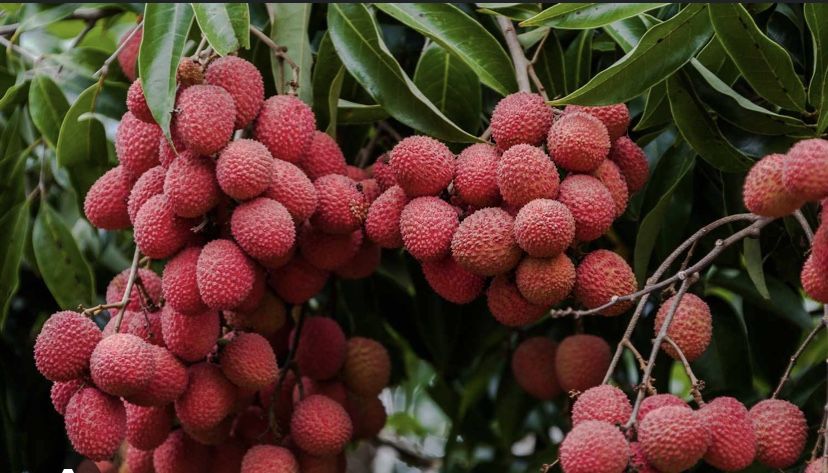 Lychees Best Sound Hand Picked Daily 8$ A Lb Doral