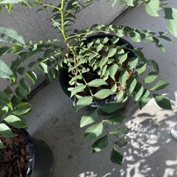 Curry Leaf Plants (Medium size)