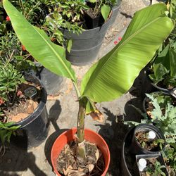 Healthy Vietnamese Banana Tree Plant