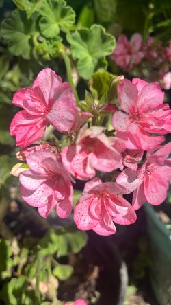 Pink Geranium Flowering Plant