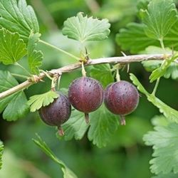 Black GOOSEBERRY Plant 