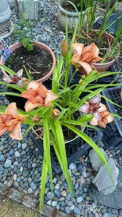 distinctive colored Lilly in plastic flower pot
