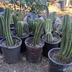 myrtillocactus geometrizans- Blueberry Cactus