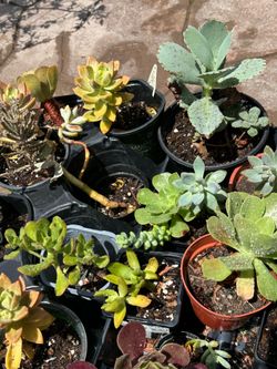 21 qty potted succulents