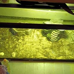 Bearden Dragon Needing Home 