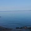 Roki Rokic