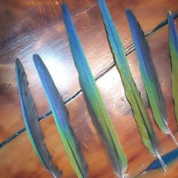 Real Parrot Feathers 
