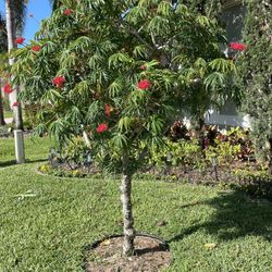 Coral Trees (Attracts butterflies and Bees)