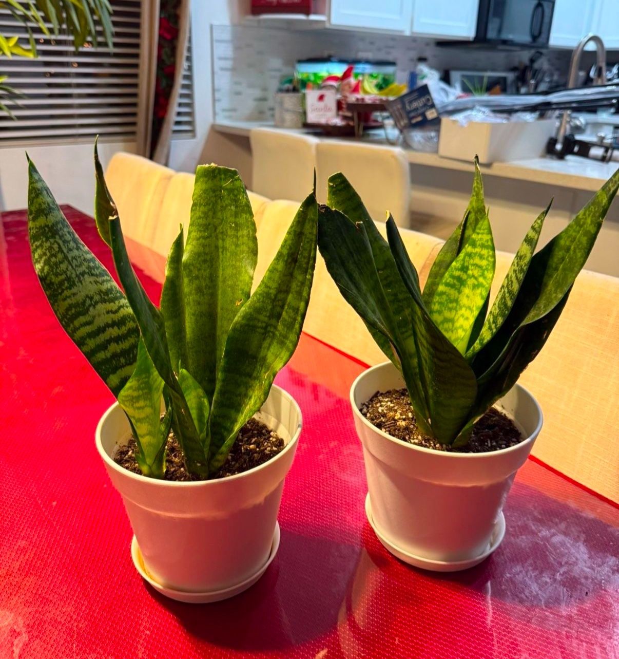 2 Left Healthy Dwarf Snake Plants $15 Each-SW Area