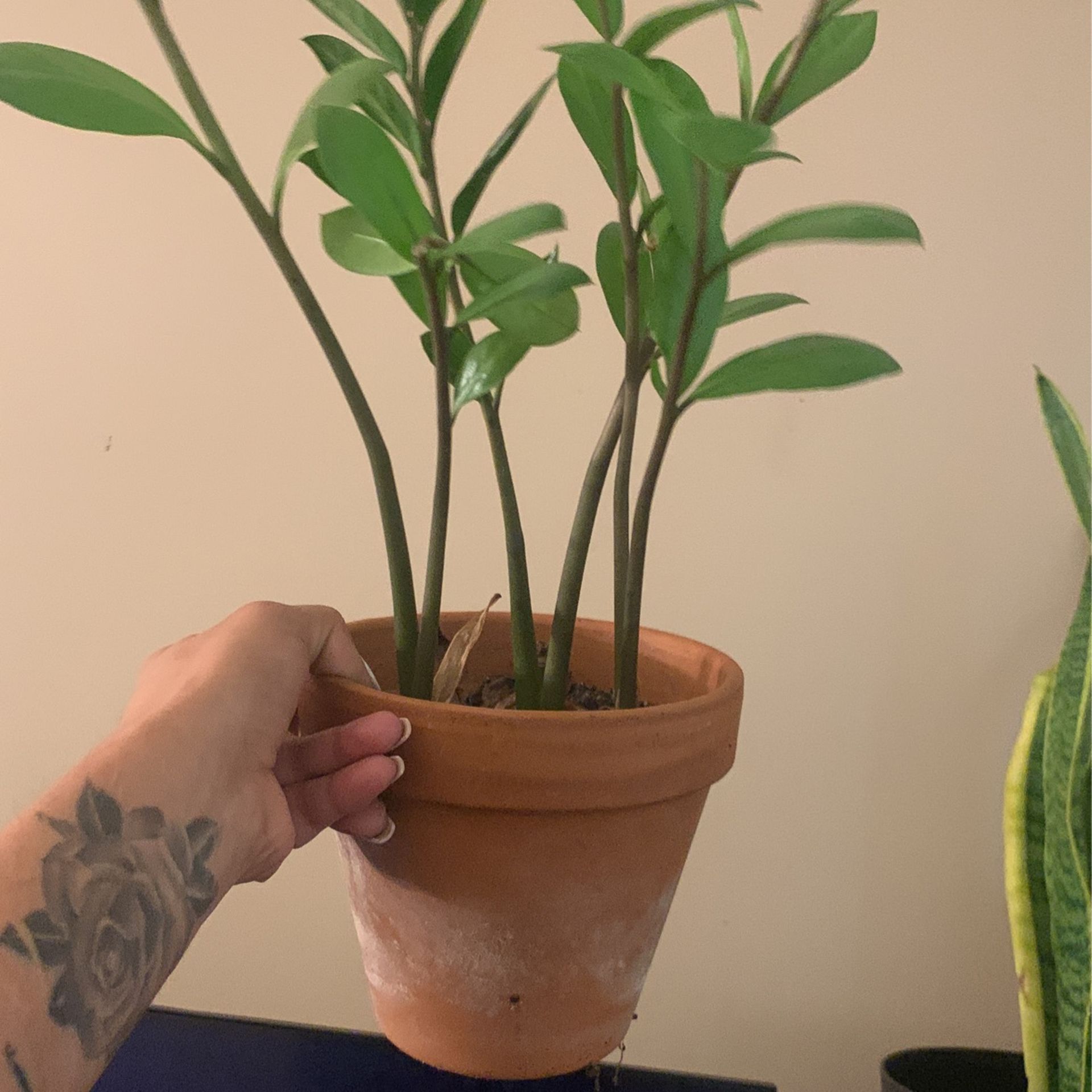 Zzz Plant πͺ΄