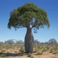Queensland Bottle Trees -- Spring Sale!!