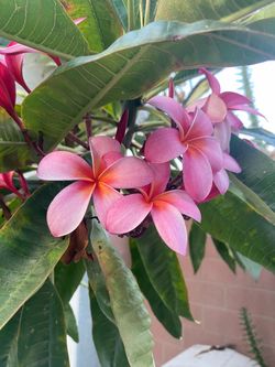 Free   Plumeria cuttings