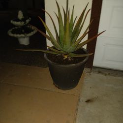 ALOE VERA PLANTS. SPECIAL FOR STRENGTHENS HAIR, GREASY STRANDS, MEDICINAL FOR DIABETES, HEPATITIS  AND MORE