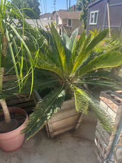 Palm tree