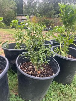 Thai chili plant Birds Eye
