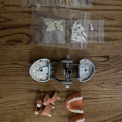 ADEX Arches, Typodont, and teeth