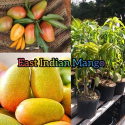 East Indian Mango Grafted Trees 🌳 arboles  de mango Injertados east indian 