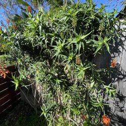 Candelabra Aloe Plant 