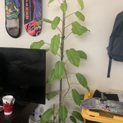 Neon Philodendron w/ceramic pot