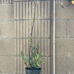 Silver Dollar Vine – Xerosicyos danguyi – 6” Pot with Bamboo Trellis 🌿✨)