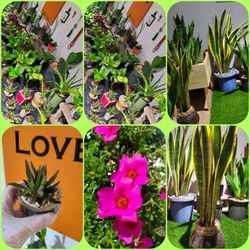 Huge PLANTS SALE! INDOORS plants. Outdoors Plants