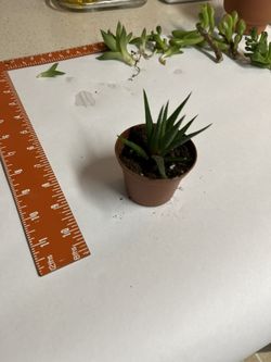 Small Succulent In Planter
