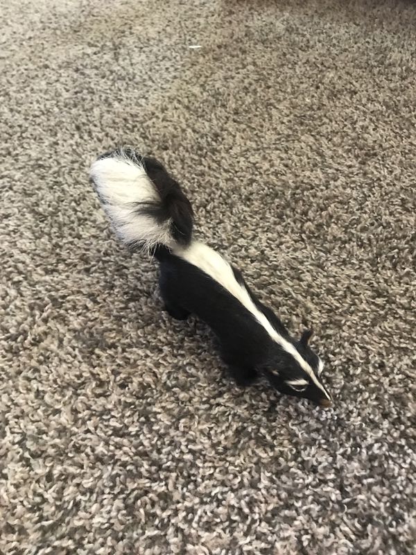 Real Stuffed baby Skunk for Sale in Green Bay, WI - OfferUp