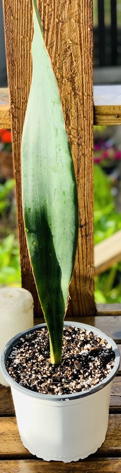 Live Whale Fin Snake 🐍 plant in a plastic nursery planter pot—firm price