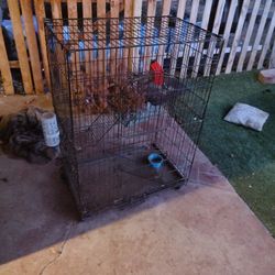 Large Ferret Cage