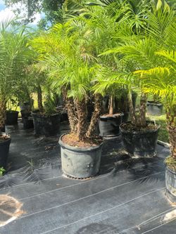 ROBOLLINI PALM 30 GALLONS
