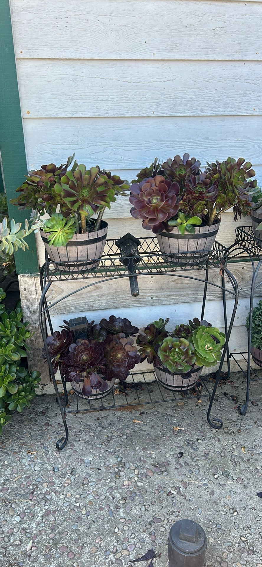 Four Succulents With Plant40$