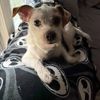 Gus
