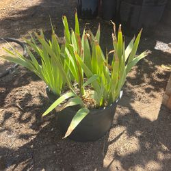 Iris Plant 