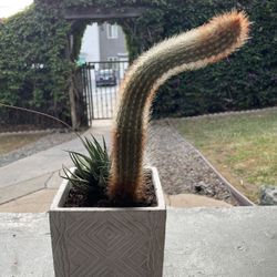 Cactus Succulent Square Cement Pot 25$