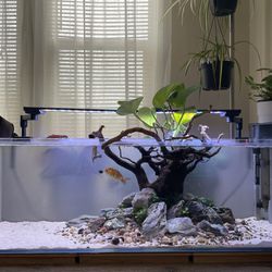21 Gallon Long Bookshelf Aquarium (tank/sand only)