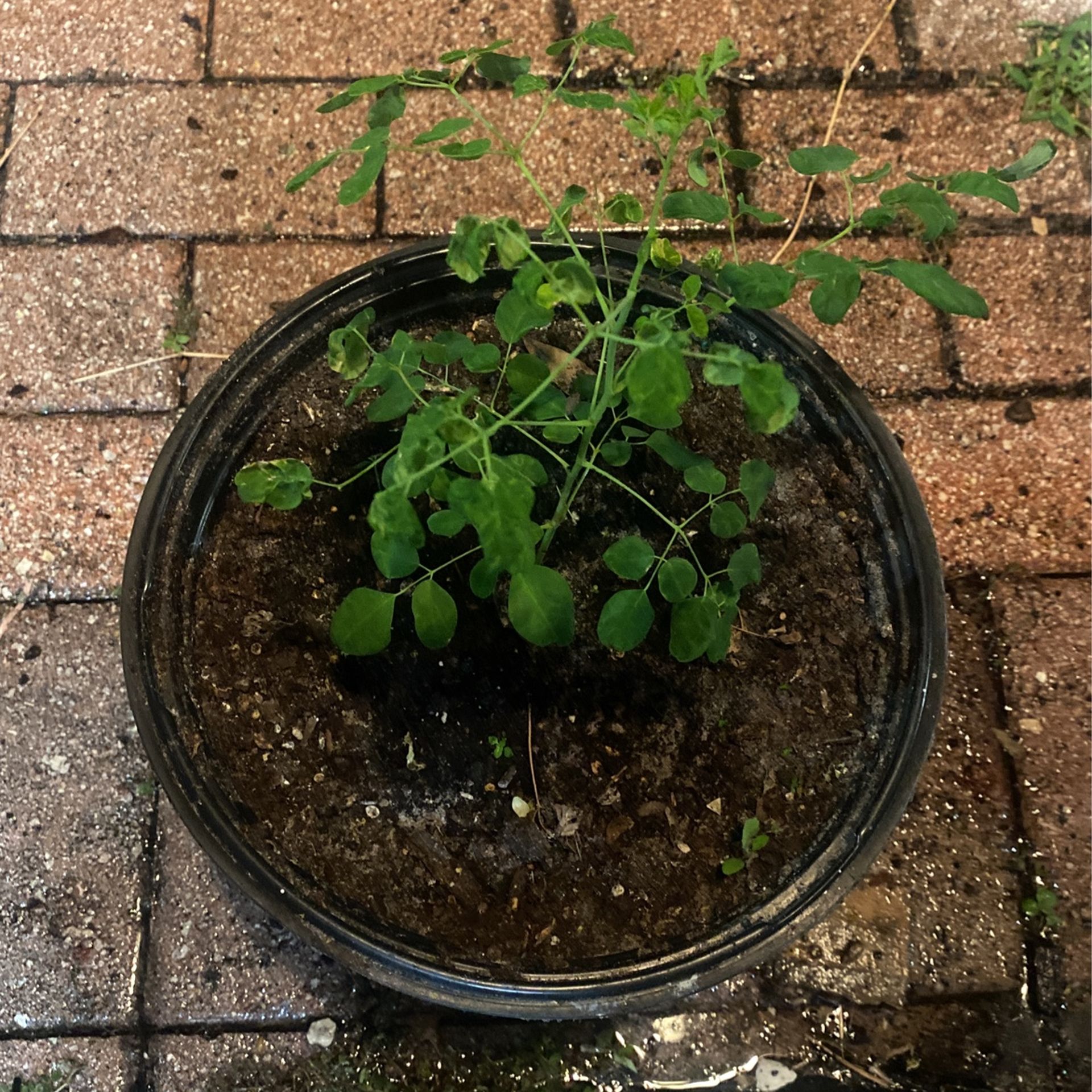 moringa tree