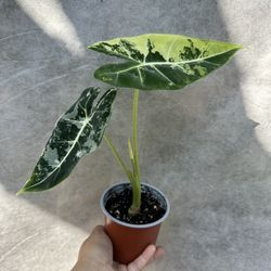 4” variegated alocasia frydek