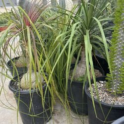 Elephant Foot ( Pony Tail)