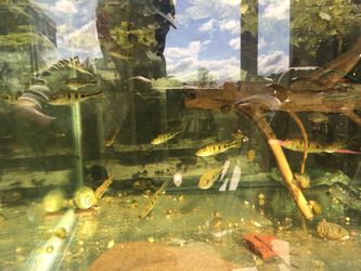 Peacock Bass Aquarium Decorations 