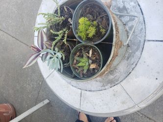 Plant For Sale