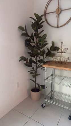 Plant 6”