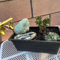 Mission possible?  Succulent Patio Display  ( View Other Plant Displays )